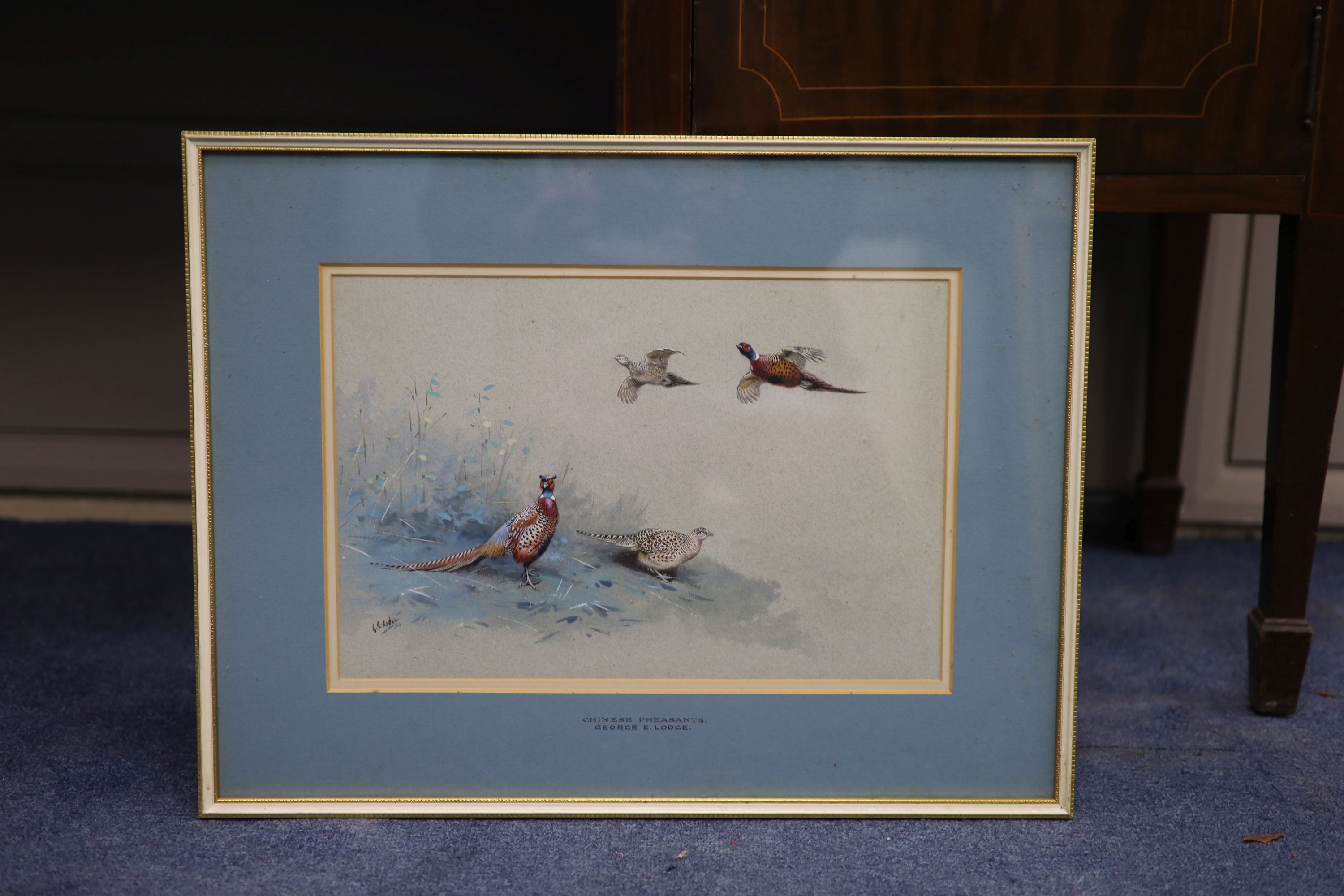 George Edward Lodge (1860-1954) Japanese Pheasants 24 x 35.5cm